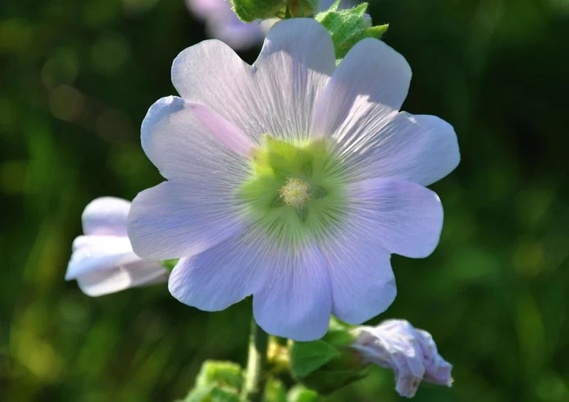 22363 Natur - Wildblume Puzzle