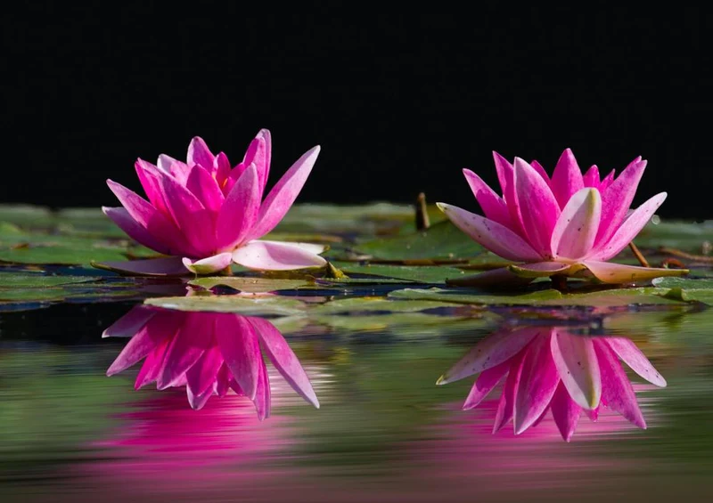17220 Natur - See-Rose Puzzle