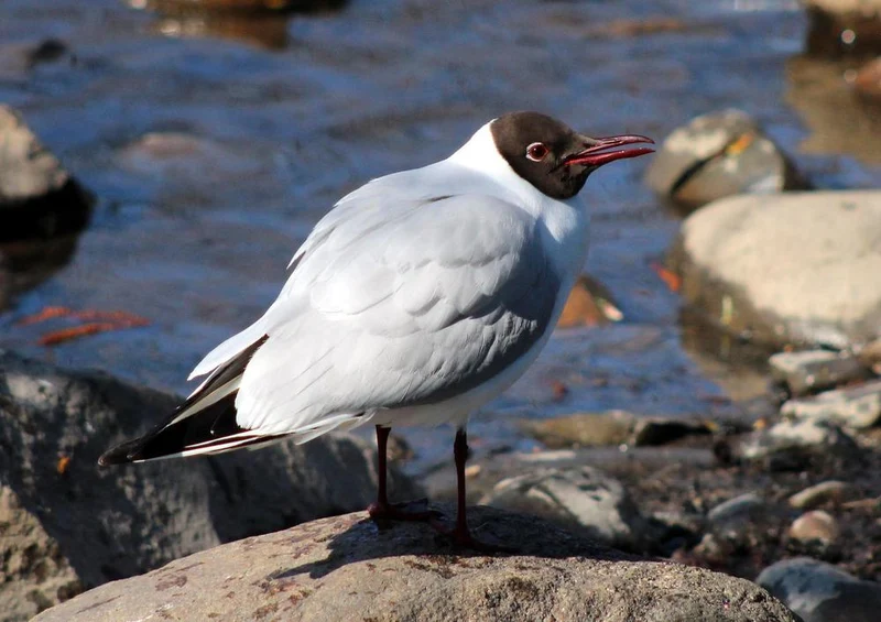 23180 Tierwelt - Vogel am Meer Puzzle