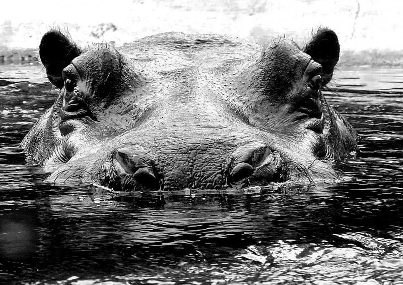 22737 Tierwelt - Nilpferd Puzzle