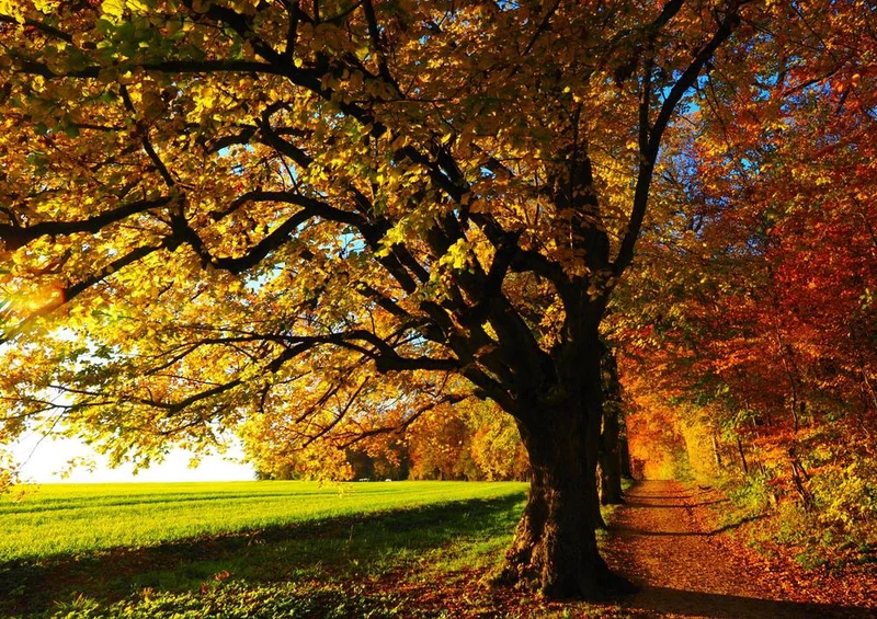 17315 Natur - Baum Puzzle