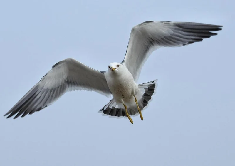 17238 Tierwelt - Möwe im Flug Puzzle