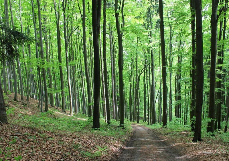 22342 Natur - Waldweg Puzzle