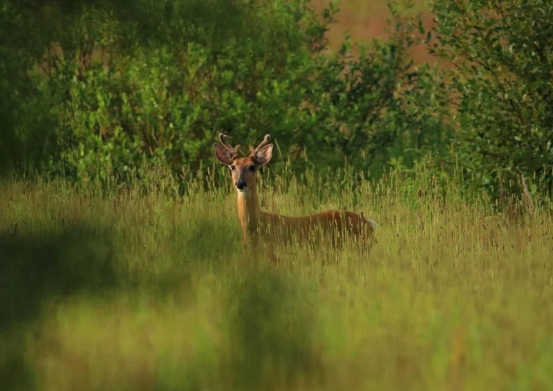 23175 Tierwelt - Rehe im Wald Puzzle