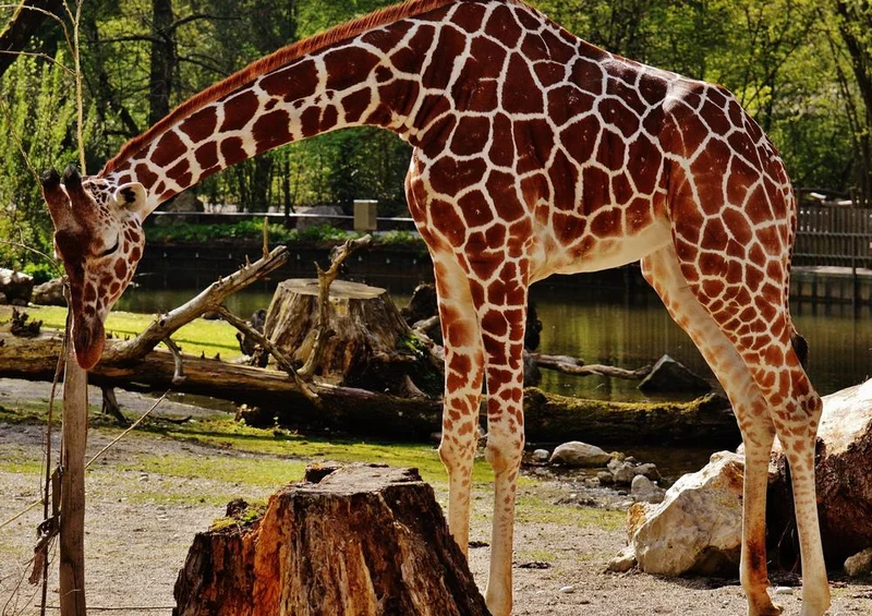18910 Tierwelt - Giraffe Puzzle