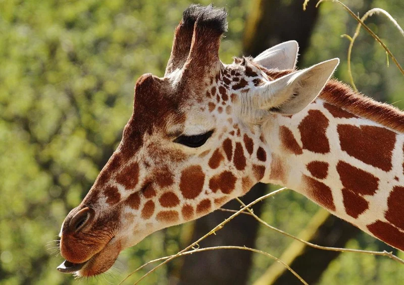 18907 Tierwelt - Giraffe Puzzle