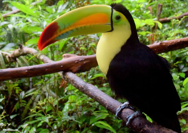 16773 Tierwelt - Vogel Puzzle
