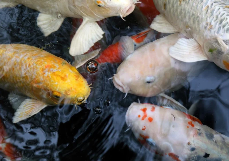 20407 Tierwelt - Koi-Karpfen Puzzle
