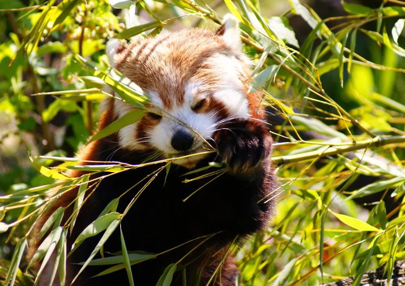 20401 Tierwelt - Roter Panda Puzzle