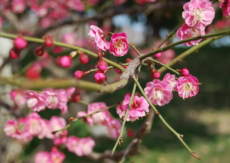 20404 Natur - Pflaumenblüte Puzzle