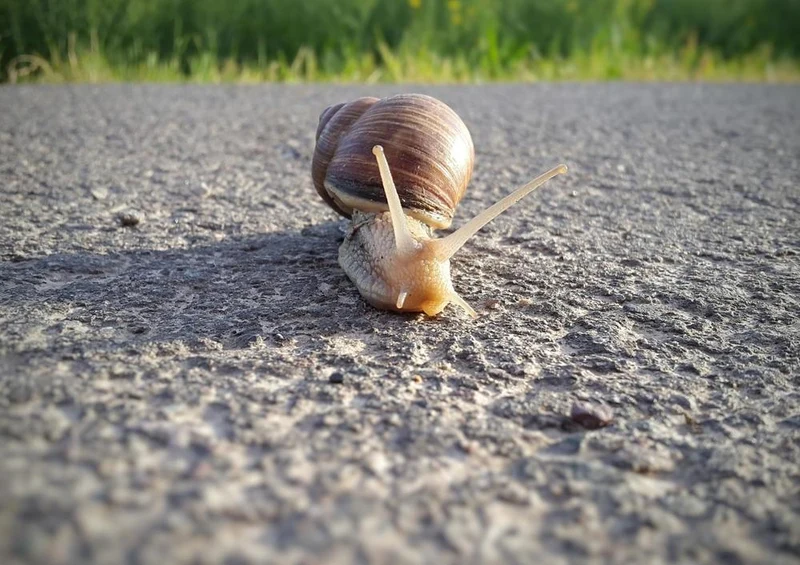 17228 Sport - Schnecke im Weg Puzzle
