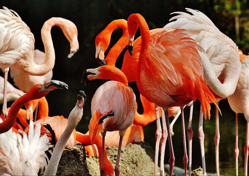 18898 Tierwelt - Flamingos Puzzle