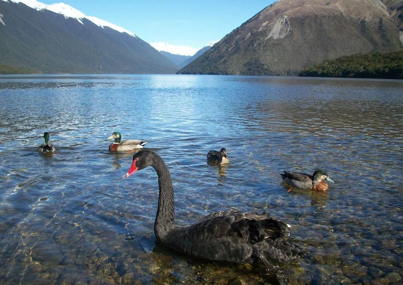 19155 Natur - Schwan Puzzle