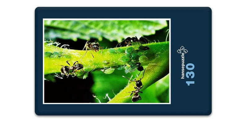 17179 Natur - Ameisen Puzzle