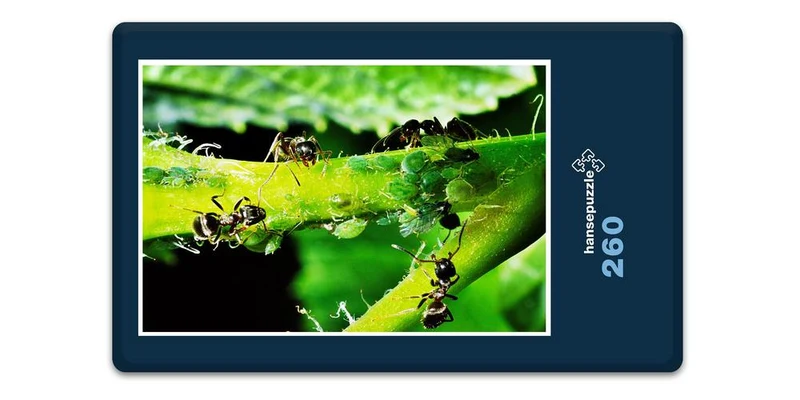 17179 Natur - Ameisen Puzzle