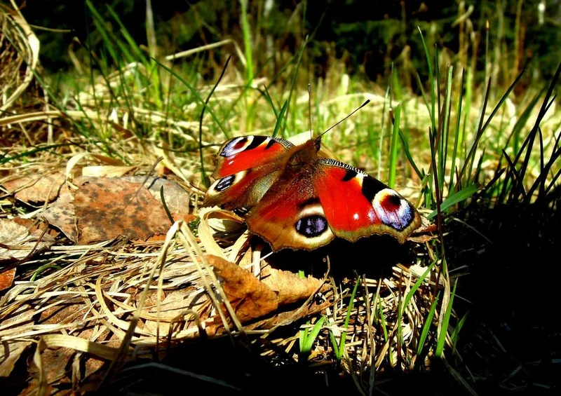 17180 Tierwelt - Schmetterling Puzzle
