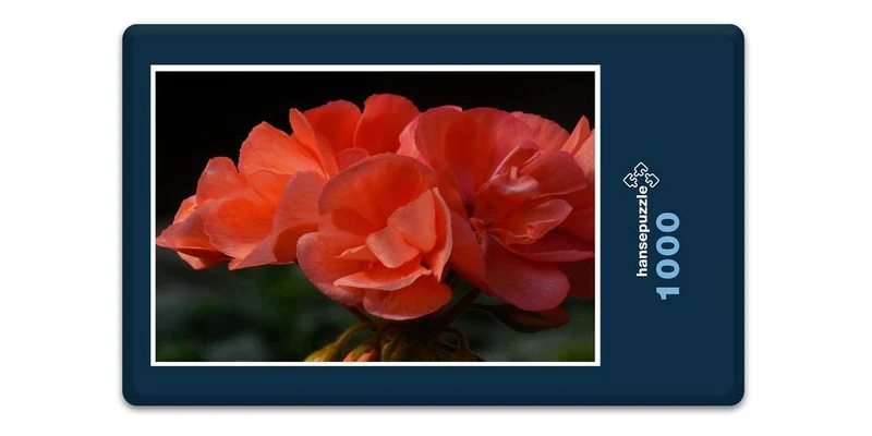 17181 Natur - Begonie Puzzle