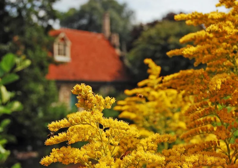 17285 Natur - blühende Landschaft Puzzle