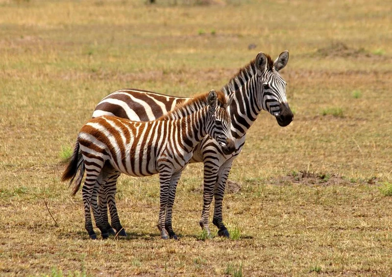 18956 Tierwelt - Zebra Puzzle