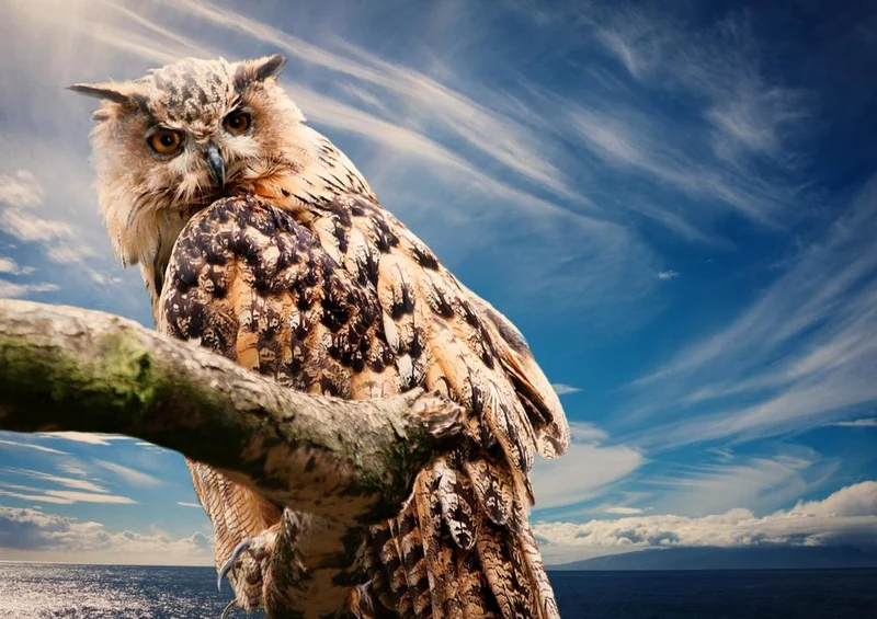 28017 Tierwelt - Eule Puzzle