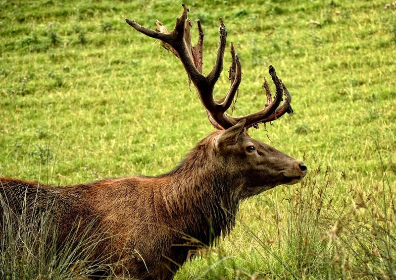28024 Tierwelt - Hirsch Puzzle
