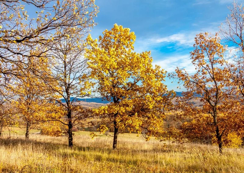 17291 Natur - Bäume Puzzle