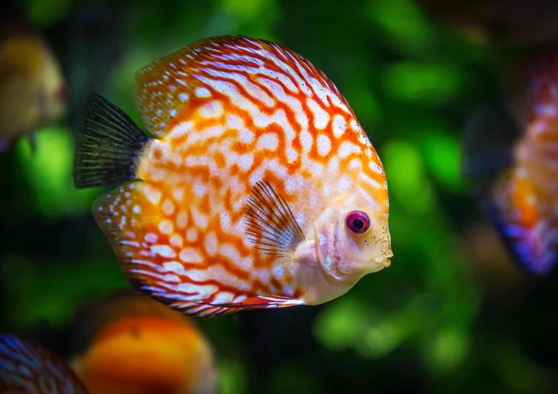 28045 Tierwelt - Fisch Puzzle