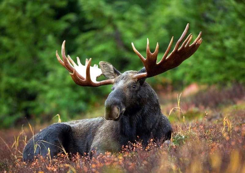 28055 Tierwelt - Elch in Wildnis Puzzle