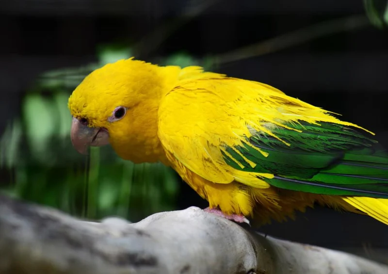 17453 Tierwelt - Golden Conure Puzzle