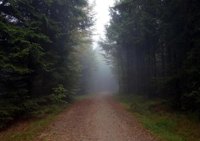 17458 Natur - Wolken im Wald Puzzle