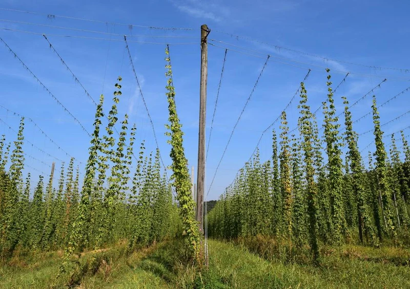 17461 Natur - Hopfen Puzzle