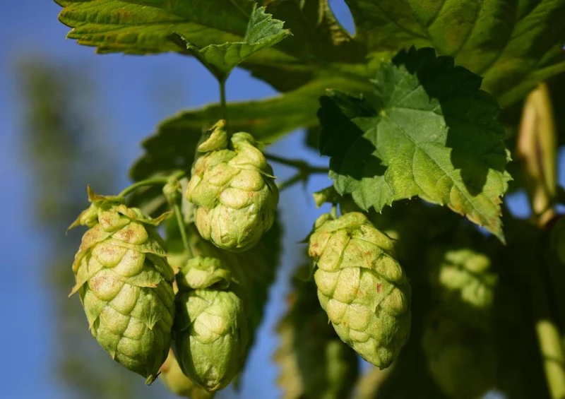 17462 Natur - Hopfen Puzzle
