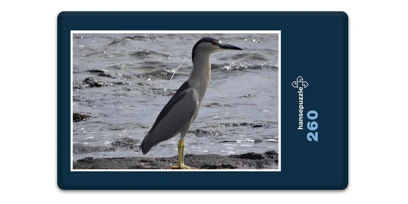 17416 Tierwelt - Auku - Vogel Puzzle