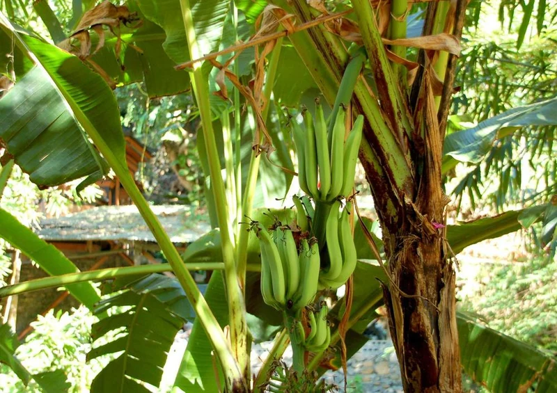 25915 Ernährung - Bananen-Pflanze Puzzle