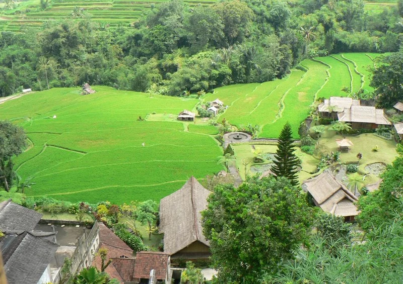 25909 Natur - Reisfeld in Indonesien Puzzle