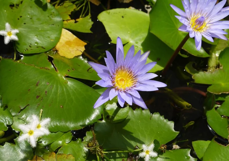 25905 Natur - Seerose Puzzle