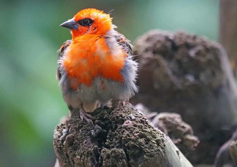 17491 Tierwelt - Webervogel Puzzle