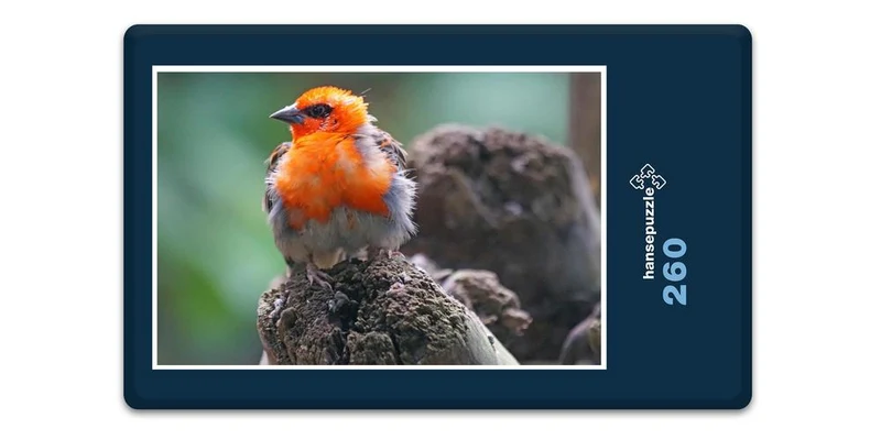 17491 Tierwelt - Webervogel Puzzle