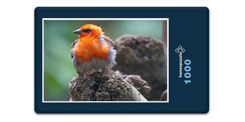 17491 Tierwelt - Webervogel Puzzle