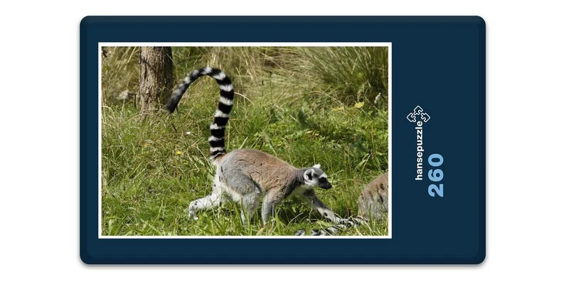 17492 Tierwelt - Katta Puzzle