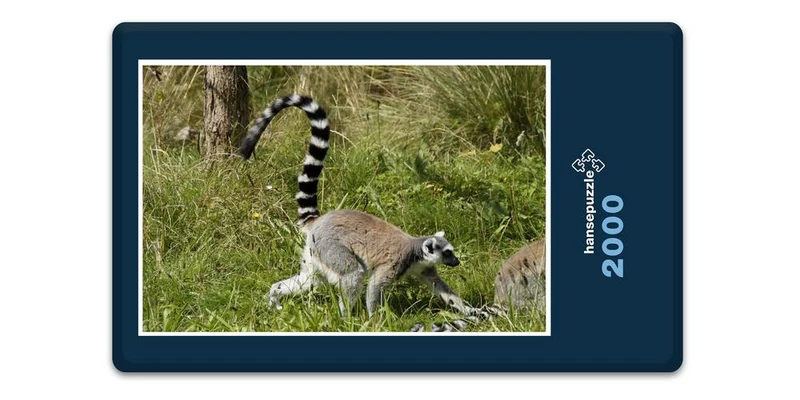 17492 Tierwelt - Katta Puzzle
