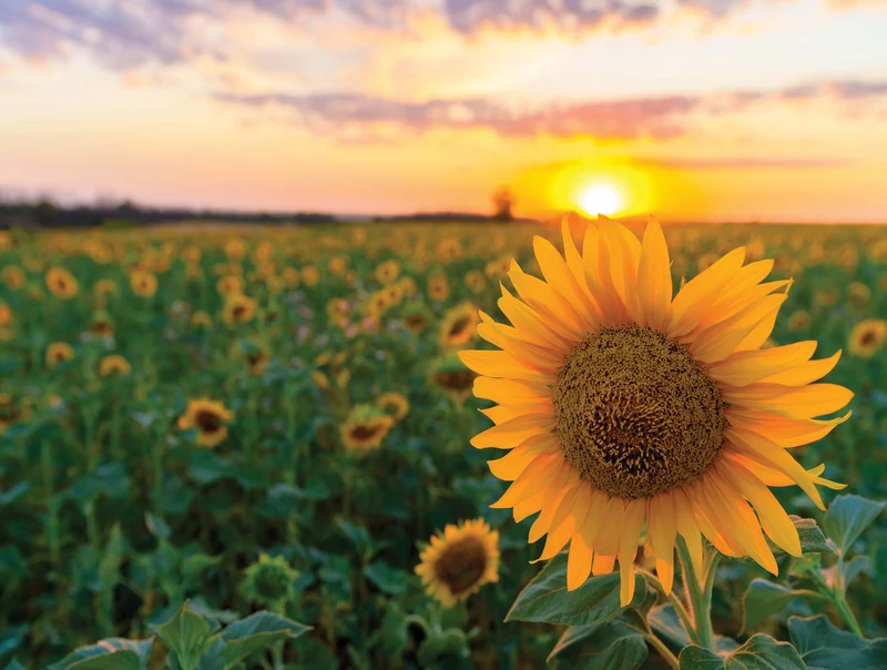 Postcard Collection - Sunflower Field at Sunset (550pcs)
