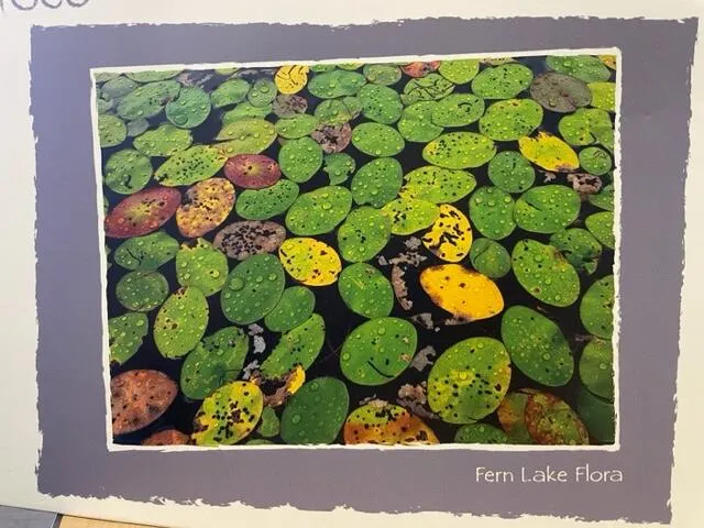 PFG Fern Lake Flora (Usage/Used - PUZZLES FOR GOOD)