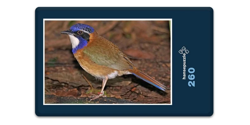 17495 Tierwelt - Racken-Vogel Puzzle