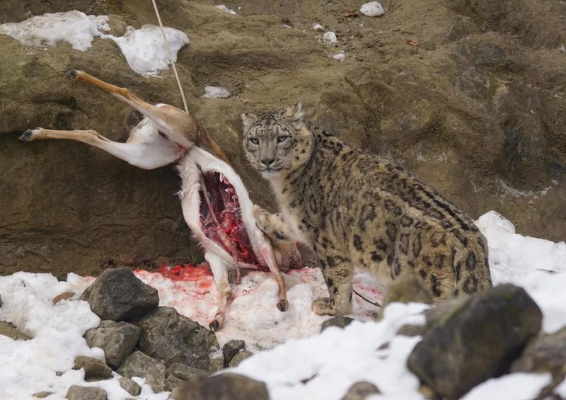 17552 Tierwelt - Schnee-Leopard Puzzle