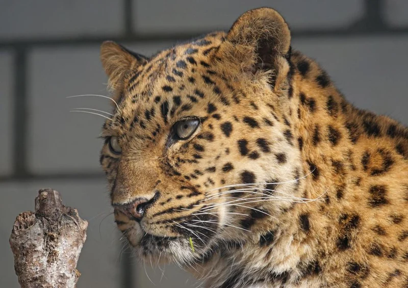 17553 Tierwelt - Leopard Puzzle