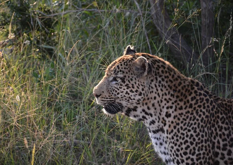 17554 Tierwelt - Leopard Puzzle