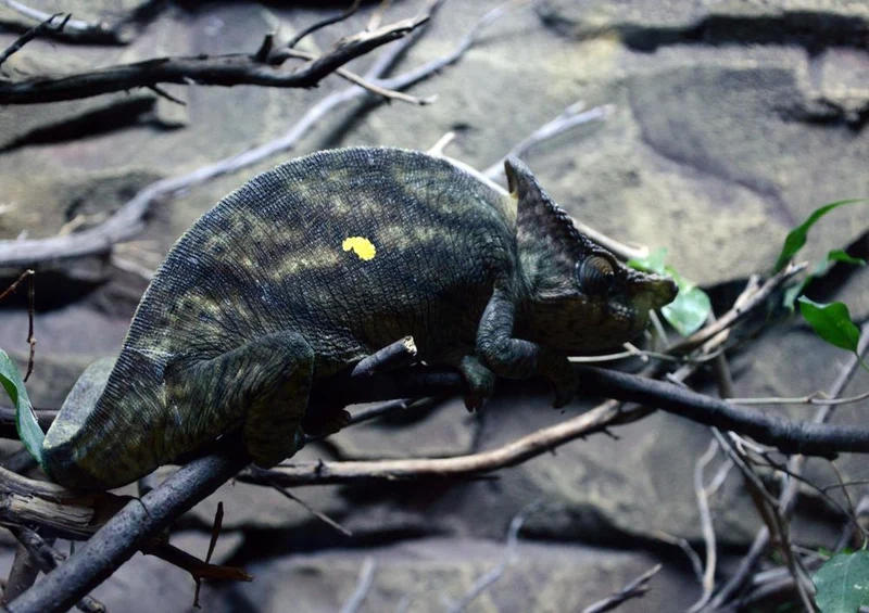 17512 Tierwelt - Chameleon Puzzle