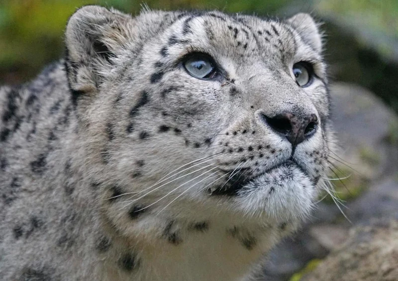 17555 Tierwelt - Schnee-Leopard Puzzle