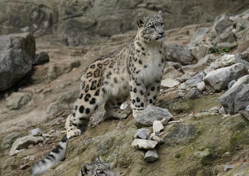 17556 Tierwelt - Schnee-Leopard Puzzle